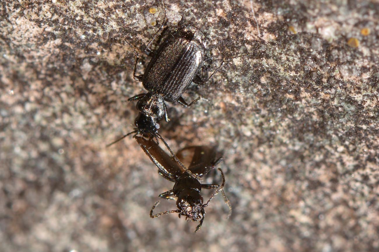 Carabidae: Apristus europaeus: il 